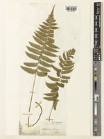 Type of Asplenium wichurae Mett. [family ASPLENIACEAE]