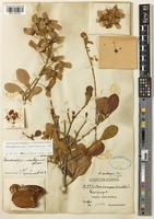 Acridocarpus socotranus Oliv. [family MALPIGHIACEAE]