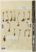 Lectotype of Saxifraga indica (Clarke) Wadhwa [family SAXIFRAGACEAE]