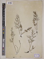 Ceratopteris thalictroides Brongn. [family PARKERIACEAE]