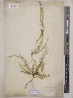 Evolvulus alsinoides L. [family CONVOLVULACEAE]