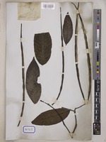 Holarrhena pubescens Wall. [family APOCYNACEAE]