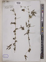 Hibiscus surattensis L. [family MALVACEAE]