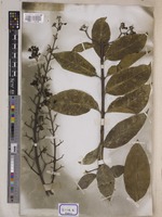 Lagerstroemia reginae unrecorded var. angustior Wall. [family LYTHRACEAE]
