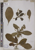 Elytraria crenata Vahl [family ACANTHACEAE]