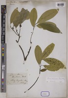 Tetranthera chartacea Wall. [family LAURACEAE]
