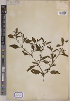 Solanum nigrum L. [family SOLANACEAE]