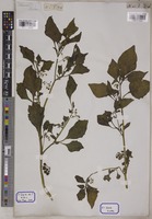 Solanum nigrum L. [family SOLANACEAE]
