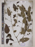Jasminum scandens Vahl [family OLEACEAE]