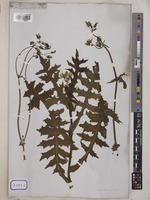 Sonchus oleraceus Wall. [family COMPOSITAE]