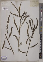 Aeschynomene indica Wall. [family LEGUMINOSAE-PAPILIONOIDEAE]