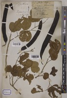 Bauhinia tomentosa L. [family LEGUMINOSAE-CAESALPINIOIDEAE]