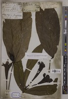 Rothmannia macrophylla R.Br. [family RUBIACEAE]