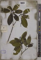 Psychotria adenophylla Wall. [family RUBIACEAE]
