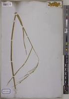 Oryza sativa L. [family POACEAE]