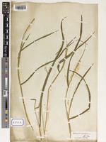 Rottboellia exaltata in Global Plants on JSTOR