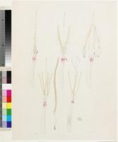 Strelitzia augusta Thunb. from South Africa