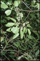 Prunus africana (Hook.f.) Kalkman from Cameroon