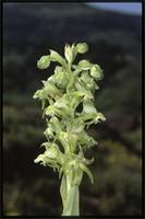 Bonatea antennifera Rolfe from Ethiopia