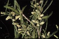 Acacia menabeensis Villiers & Du Puy from Madagascar