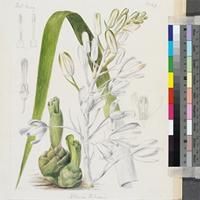 Albuca nelsoni N.E.Brown original illustration from Curtis's Botanical Magazine