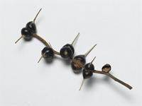 Acacia seyal Delile var. fistula (Schweinf.) Oliv.; spines on branch