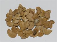 Colophospermum mopane (J.Kirk ex Benth.) J.Kirk ex J.Léonard; seeds