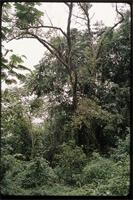 Prunus africana (Hook.f.) Kalkman from Cameroon