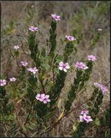 Catharanthus sp. from Madagascar