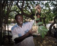 Carapa procera DC. from Burkina Faso
