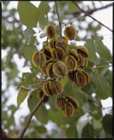Combretum fragrans F.Hoffm. from Burkina Faso
