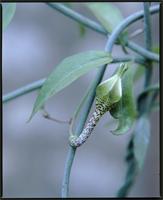 Ceropegia sp. from Kenya