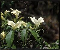 Cladostemon kirkii (Oliv.) Pax & Gilg from Kenya