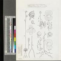 Genlisea and Utricularia species: featuring Genlisea africana Oliv., Utricularia reflexa Oliv. and U. gibba L.; original illustration from FWTA