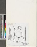 Fruits of Capparidaceae; original illustration from FWTA
