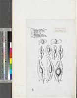 Fruits of Terminalia; original illustration from FWTA