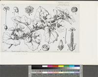 Pavonia hirsuta Guill. & Perr.; original illustration from FWTA