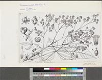 Ricinodendron heudelotii (Baill.) Pierre ex Pax & Hoffm.; original illustration from FWTA