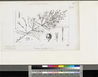 Jasminum pauciflorum Benth.; original illustration from FWTA