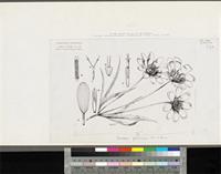 Coreopsis borianiana Sch.Bip. ex Schweinf. & Asch.; original illustration from FWTA