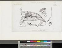 Acanthonema strigosum Hook.f.; original illustration from FWTA