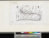 Eichhornia natans (P.Beauv.) Solms; original illustration from FWTA