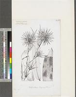 Oxytenanthera abyssinica (A.Rich.) Munro; original illustration from FWTA