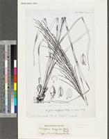 Digitaria diagonalis (Nees) Stapf var. hirsuta (De Wild. & T.Durand) Troupin; original illustration from FWTA