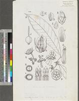 Gymnorinorea abidjanensis (Aubrév. & Pellegr.) Keay; original illustration from FWTA