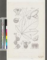Cola millenii K.Schum.; original illustration from FWTA