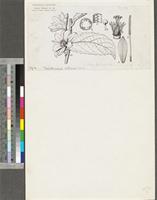 Smeathmannia pubescens Sol. ex R.Br.; original illustration from FWTA