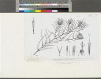 Adelostigma senegalense Benth.; original illustration from FWTA