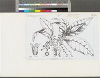 Discopodium penninervium Hochst.; original illustration from FWTA