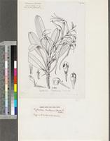 Cyrtorchis chailluana (Hook.f.) Schltr.; original illustration from FWTA